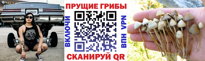 дарнет шоп  OMG сайт  Псилоцибиновые грибы Magic Shrooms  Татарск 